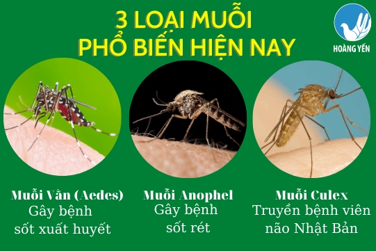 Nên phun thuốc muỗi vào mùa nào 1