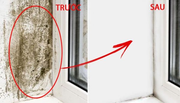 Tham khảo ngay 4 cách làm sạch tường nhà bị mốc từ các chuyên gia