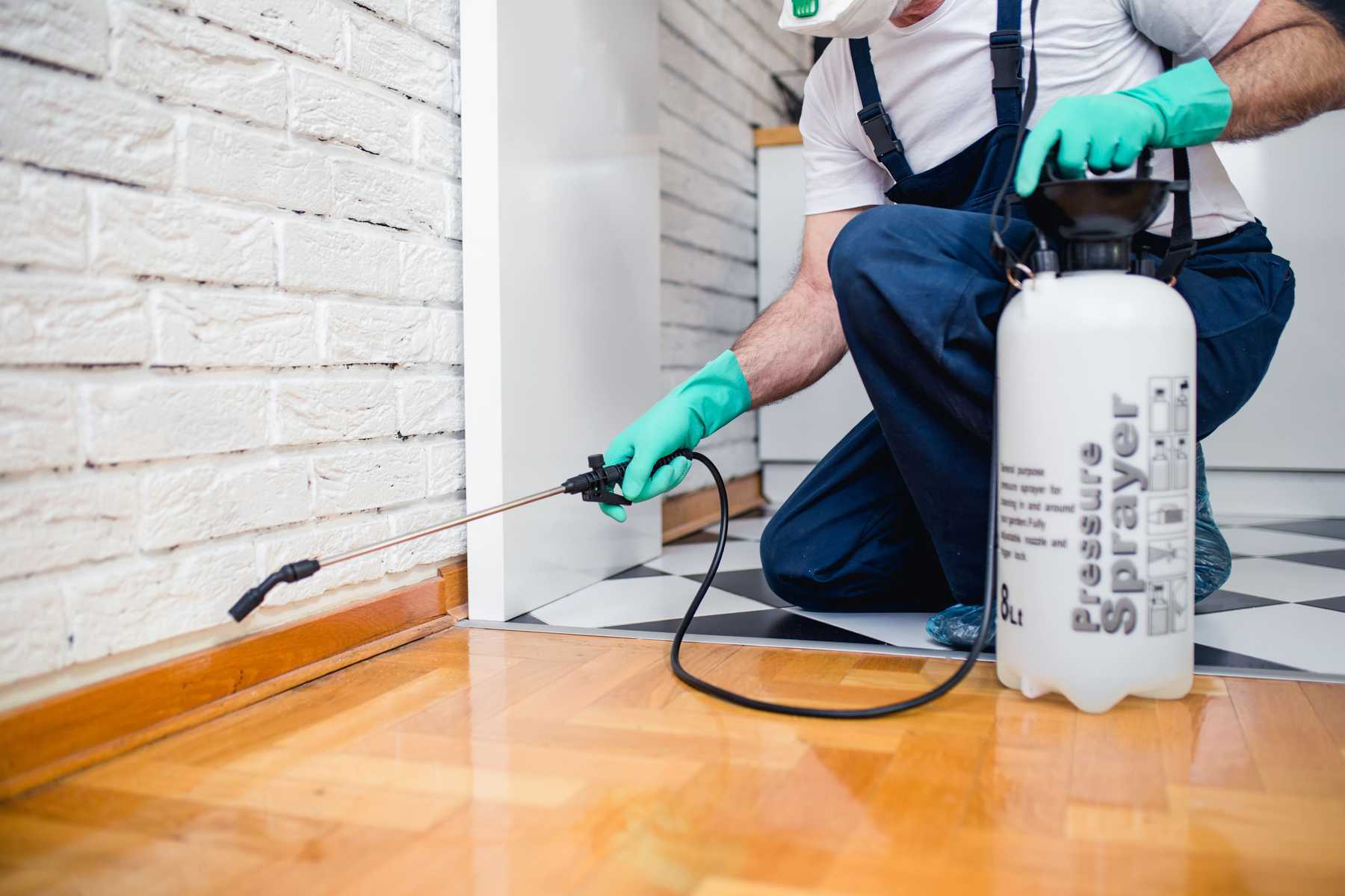 Diệt mối tại nhà cần tuân thủ các bước để đảm bảo hiệu quả triệt để hơn