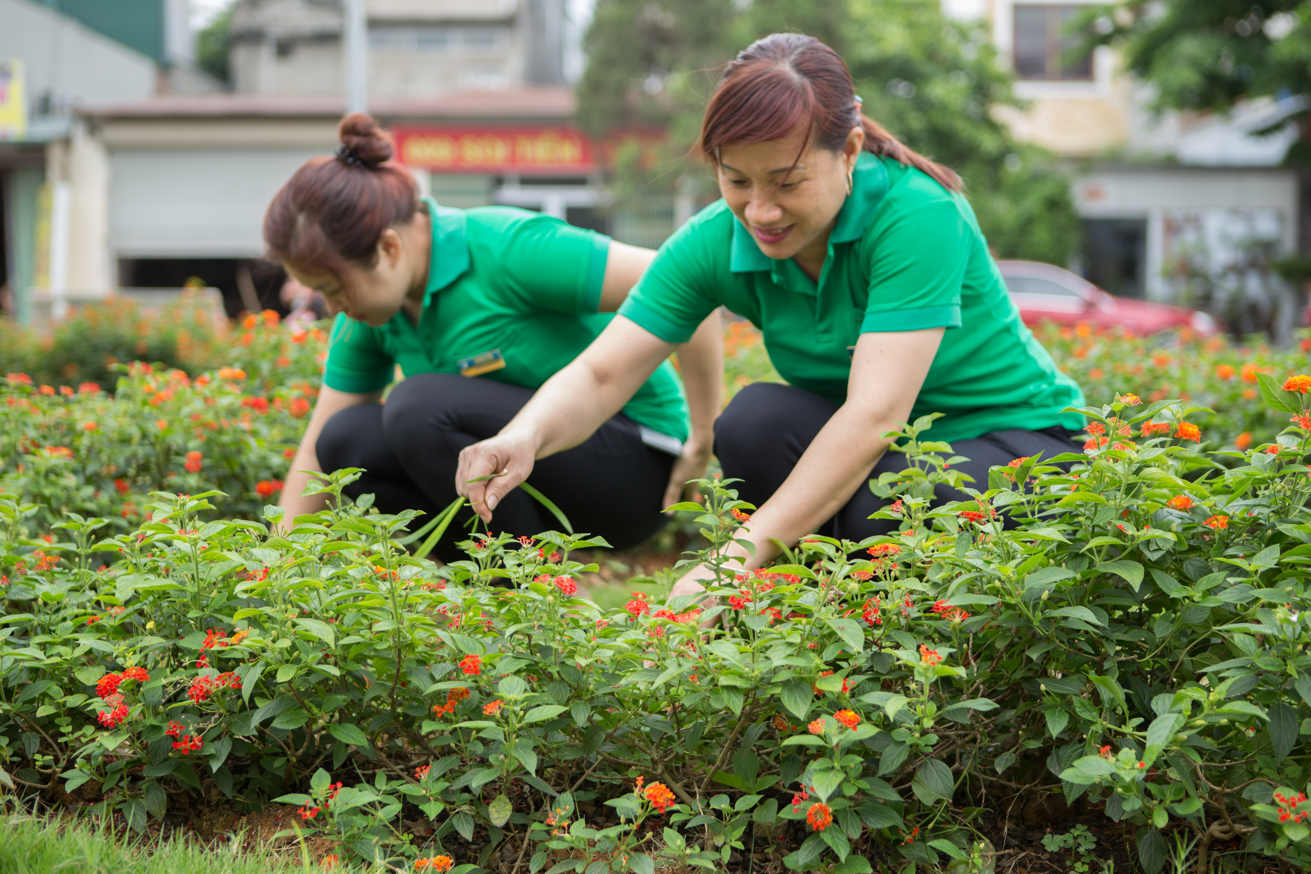 Chăm sóc cây trồng tại Dọn nhà Hoàng Yến đòi hỏi tỉ mỉ, cẩn trọng