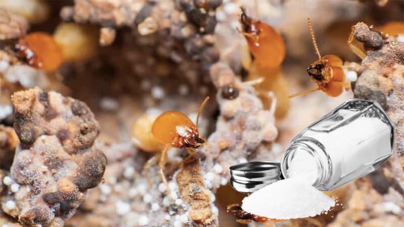 Cách diệt mối bằng muối đơn giản mà ai cũng có thể làm được